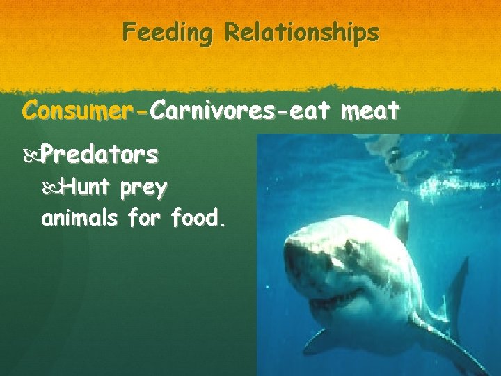 Feeding Relationships Consumer-Carnivores-eat meat Predators Hunt prey animals for food. 