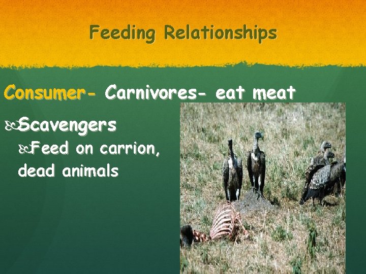 Feeding Relationships Consumer- Carnivores- eat meat Scavengers Feed on carrion, dead animals 