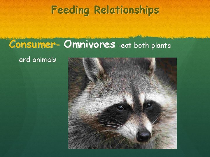 Feeding Relationships Consumer- Omnivores -eat both plants and animals 