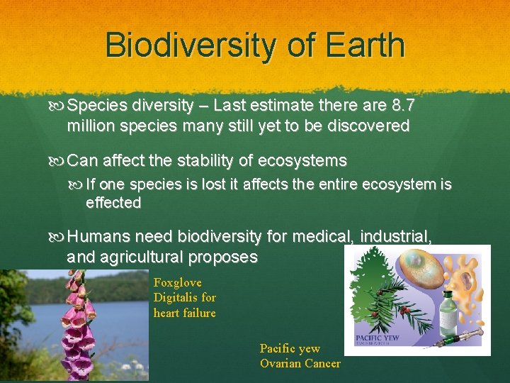 Biodiversity of Earth Species diversity – Last estimate there are 8. 7 million species