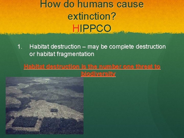 How do humans cause extinction? HIPPCO 1. Habitat destruction – may be complete destruction