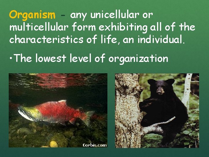 Organism - any unicellular or multicellular form exhibiting all of the characteristics of life,