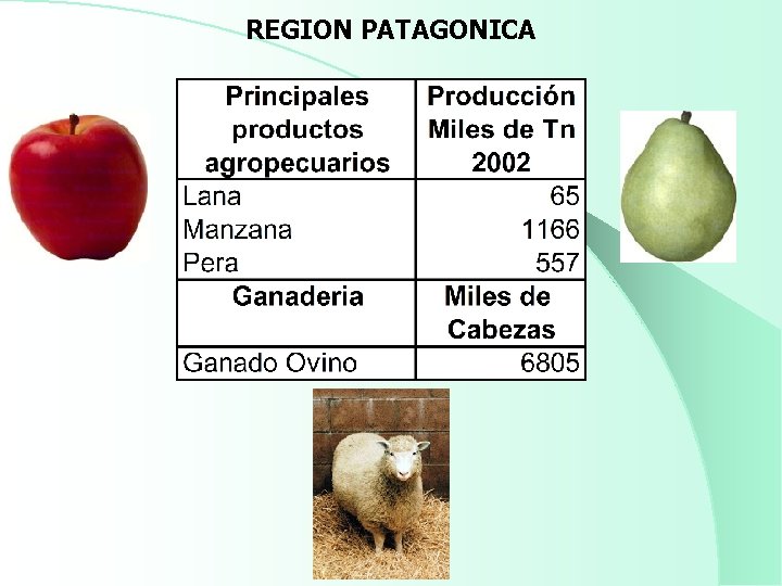 REGION PATAGONICA 