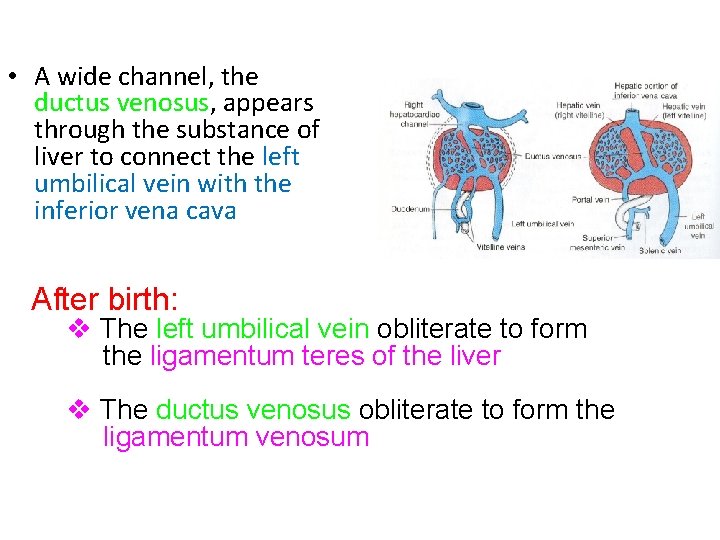  • A wide channel, the ductus venosus, appears through the substance of liver