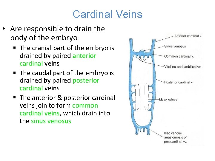 Cardinal Veins • Are responsible to drain the body of the embryo § The