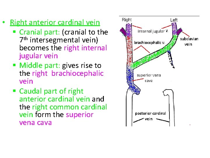  • Right anterior cardinal vein § Cranial part: (cranial to the 7 th