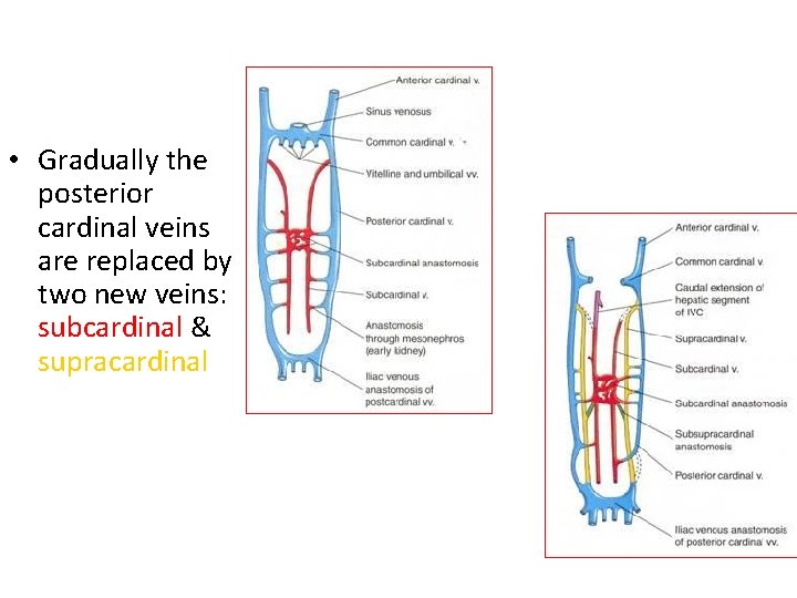  • Gradually the posterior cardinal veins are replaced by two new veins: subcardinal