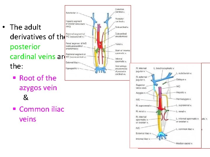 • The adult derivatives of the posterior cardinal veins are the: § Root