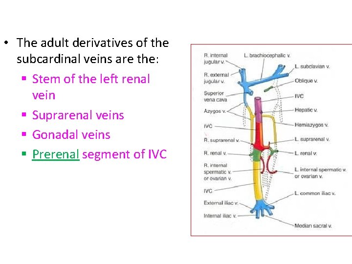  • The adult derivatives of the subcardinal veins are the: § Stem of