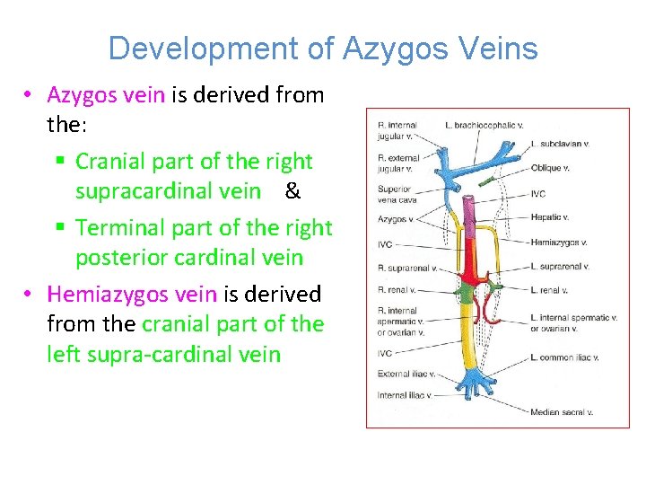 Development of Azygos Veins • Azygos vein is derived from the: § Cranial part