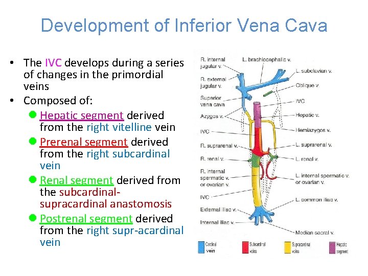 Development of Inferior Vena Cava • The IVC develops during a series of changes