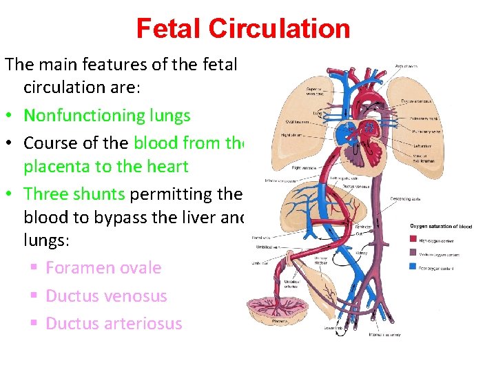 Fetal Circulation The main features of the fetal circulation are: • Nonfunctioning lungs •