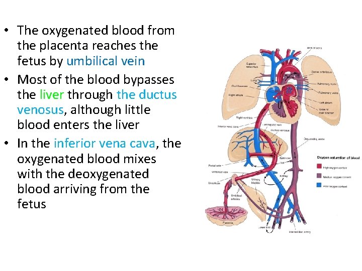  • The oxygenated blood from the placenta reaches the fetus by umbilical vein