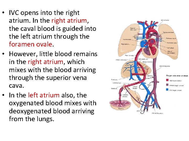  • IVC opens into the right atrium. In the right atrium, the caval