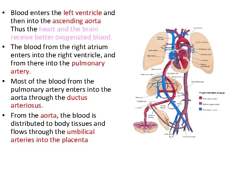  • Blood enters the left ventricle and then into the ascending aorta. Thus