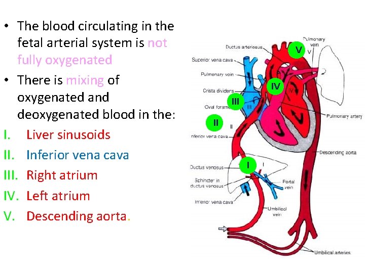  • The blood circulating in the fetal arterial system is not fully oxygenated