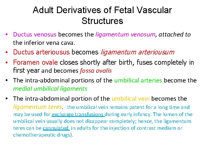 Adult Derivatives of Fetal Vascular Structures • Ductus venosus becomes the ligamentum venosum, attached