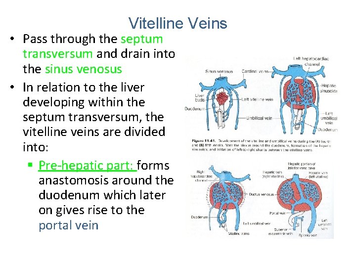 Vitelline Veins • Pass through the septum transversum and drain into the sinus venosus