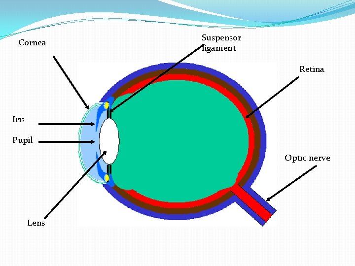 Cornea Suspensor ligament Retina Iris Pupil Optic nerve Lens 