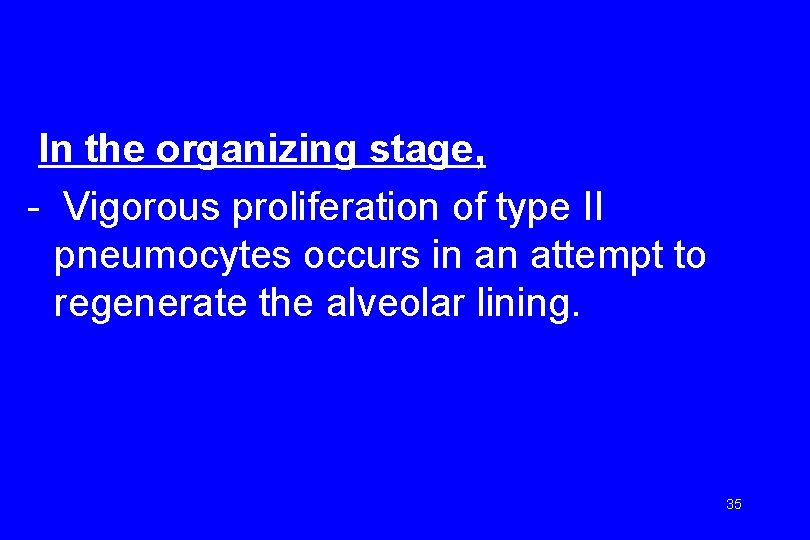 In the organizing stage, - Vigorous proliferation of type II pneumocytes occurs in an