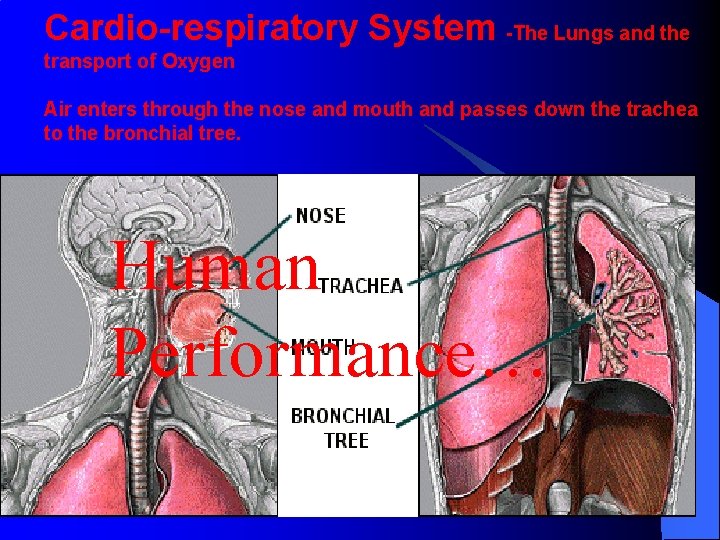 Cardio-respiratory System -The Lungs and the transport of Oxygen Air enters through the nose