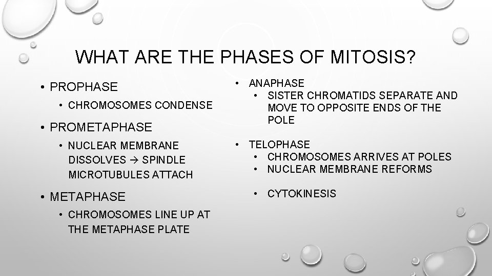 WHAT ARE THE PHASES OF MITOSIS? • PROPHASE • CHROMOSOMES CONDENSE • PROMETAPHASE •