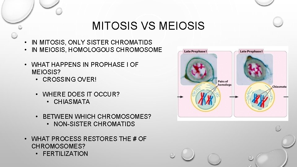 MITOSIS VS MEIOSIS • IN MITOSIS, ONLY SISTER CHROMATIDS • IN MEIOSIS, HOMOLOGOUS CHROMOSOME