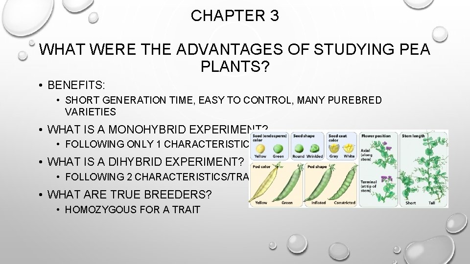 CHAPTER 3 WHAT WERE THE ADVANTAGES OF STUDYING PEA PLANTS? • BENEFITS: • SHORT