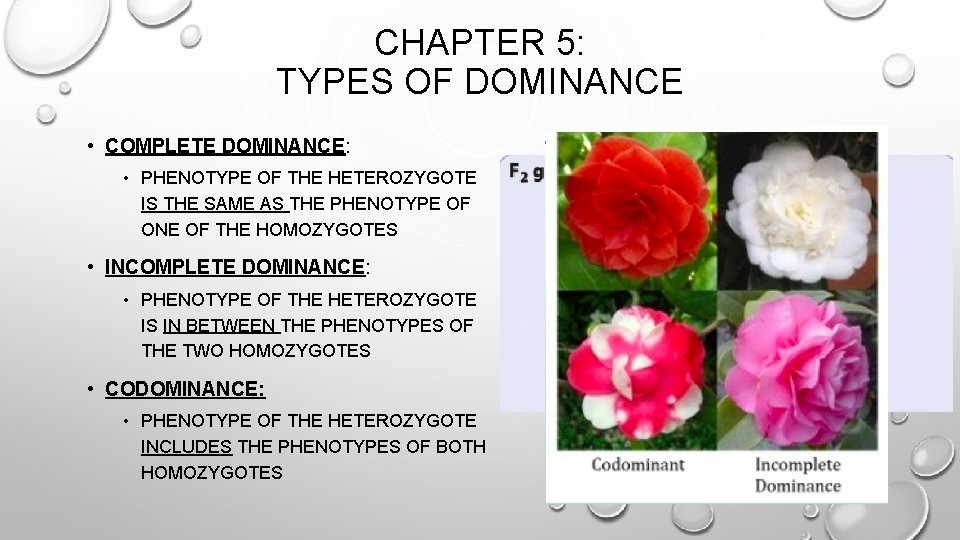 CHAPTER 5: TYPES OF DOMINANCE • COMPLETE DOMINANCE: • PHENOTYPE OF THE HETEROZYGOTE IS