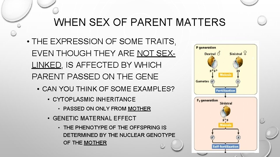 WHEN SEX OF PARENT MATTERS • THE EXPRESSION OF SOME TRAITS, EVEN THOUGH THEY