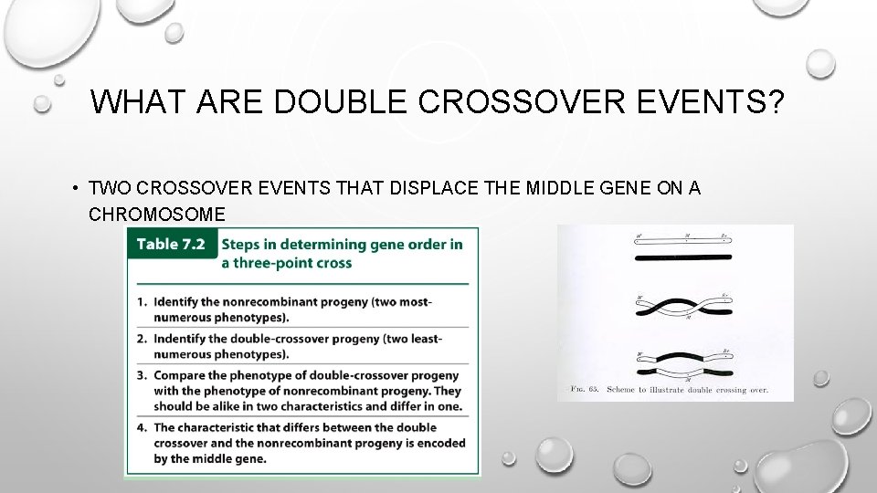 WHAT ARE DOUBLE CROSSOVER EVENTS? • TWO CROSSOVER EVENTS THAT DISPLACE THE MIDDLE GENE