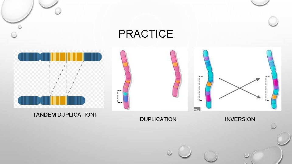 PRACTICE TANDEM DUPLICATION! DUPLICATION INVERSION 