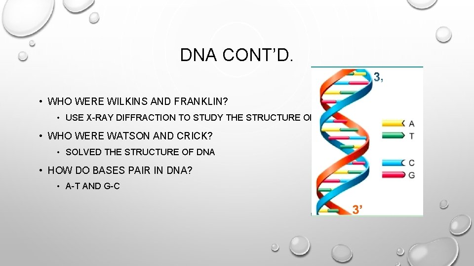 DNA CONT’D. • WHO WERE WILKINS AND FRANKLIN? • USE X-RAY DIFFRACTION TO STUDY