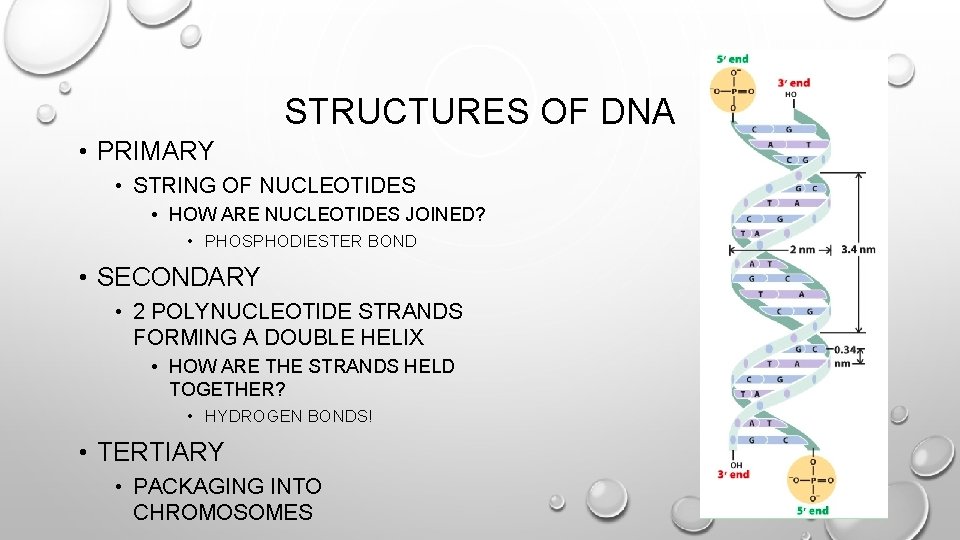 STRUCTURES OF DNA • PRIMARY • STRING OF NUCLEOTIDES • HOW ARE NUCLEOTIDES JOINED?