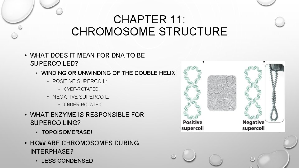 CHAPTER 11: CHROMOSOME STRUCTURE • WHAT DOES IT MEAN FOR DNA TO BE SUPERCOILED?