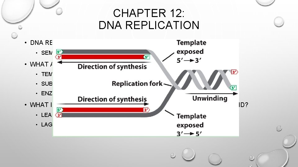 CHAPTER 12: DNA REPLICATION • DNA REPLICATES IN A ____________ MANNER • SEMI-CONSERVATIVE •