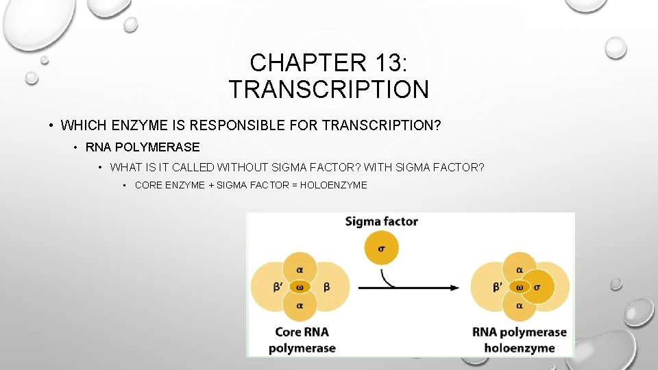 CHAPTER 13: TRANSCRIPTION • WHICH ENZYME IS RESPONSIBLE FOR TRANSCRIPTION? • RNA POLYMERASE •