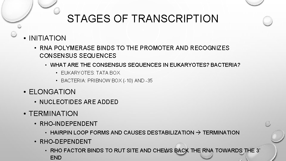 STAGES OF TRANSCRIPTION • INITIATION • RNA POLYMERASE BINDS TO THE PROMOTER AND RECOGNIZES