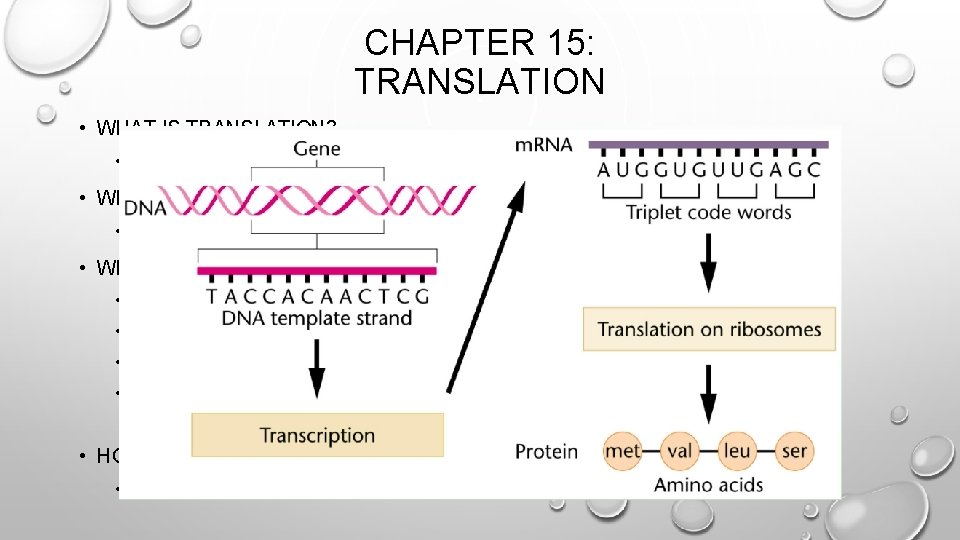 CHAPTER 15: TRANSLATION • WHAT IS TRANSLATION? • PROCESSING OF TAKING MRNA TO AMINO