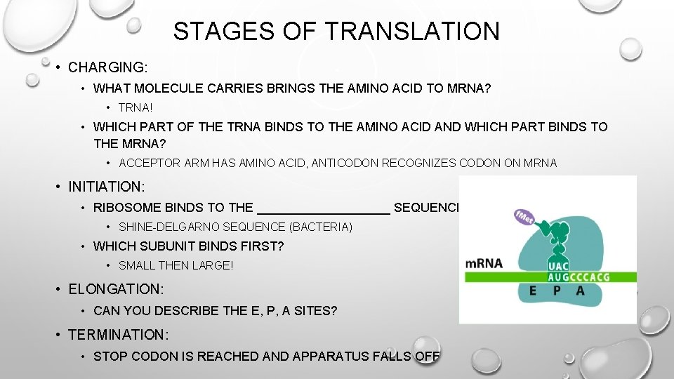STAGES OF TRANSLATION • CHARGING: • WHAT MOLECULE CARRIES BRINGS THE AMINO ACID TO