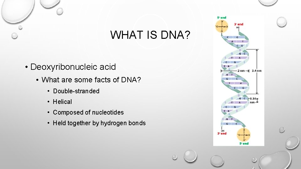 WHAT IS DNA? • Deoxyribonucleic acid • What are some facts of DNA? •