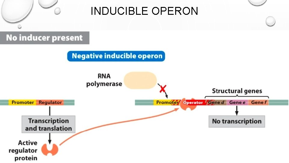 INDUCIBLE OPERON 