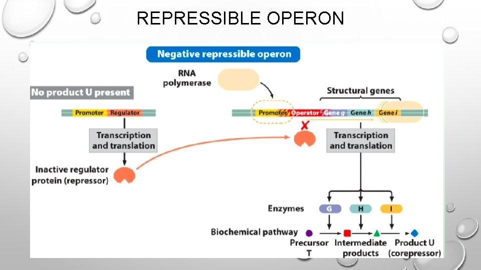 REPRESSIBLE OPERON 