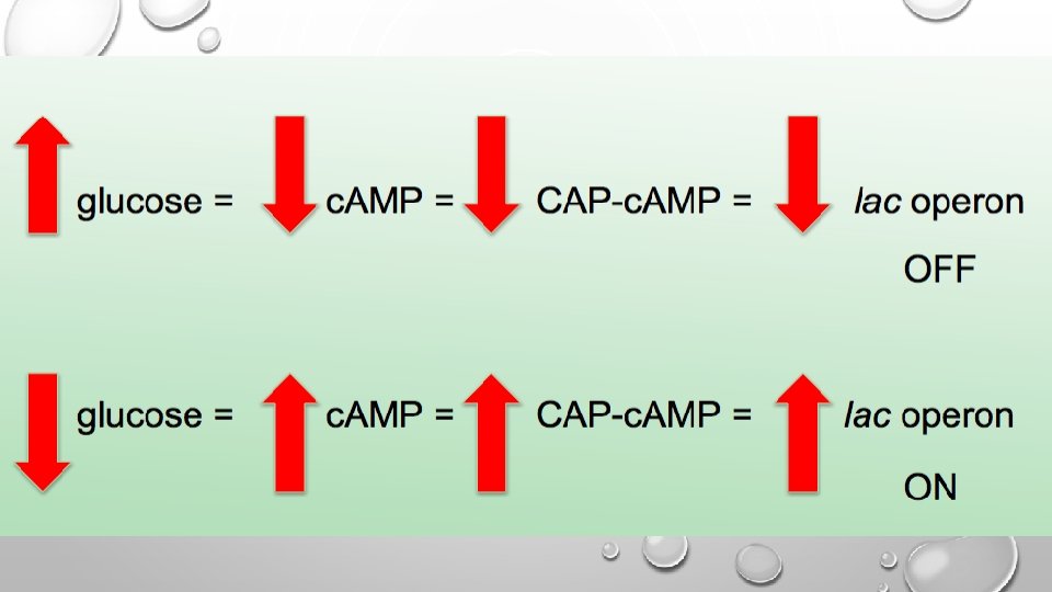 DESCRIBE THE LAC OPERON UNDER THE FOLLOWING CONDITIONS: • LACTOSE PRESENT • 1000 X