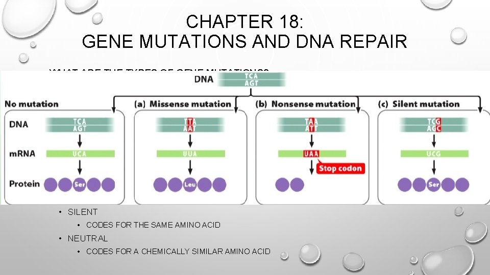 CHAPTER 18: GENE MUTATIONS AND DNA REPAIR • WHAT ARE THE TYPES OF GENE