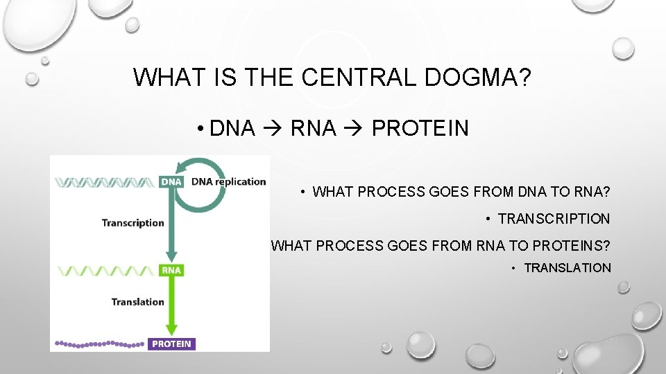 WHAT IS THE CENTRAL DOGMA? • DNA RNA PROTEIN • WHAT PROCESS GOES FROM