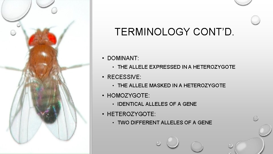 TERMINOLOGY CONT’D. • DOMINANT: • THE ALLELE EXPRESSED IN A HETEROZYGOTE • RECESSIVE: •