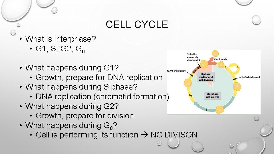 CELL CYCLE • What is interphase? • G 1, S, G 2, G 0