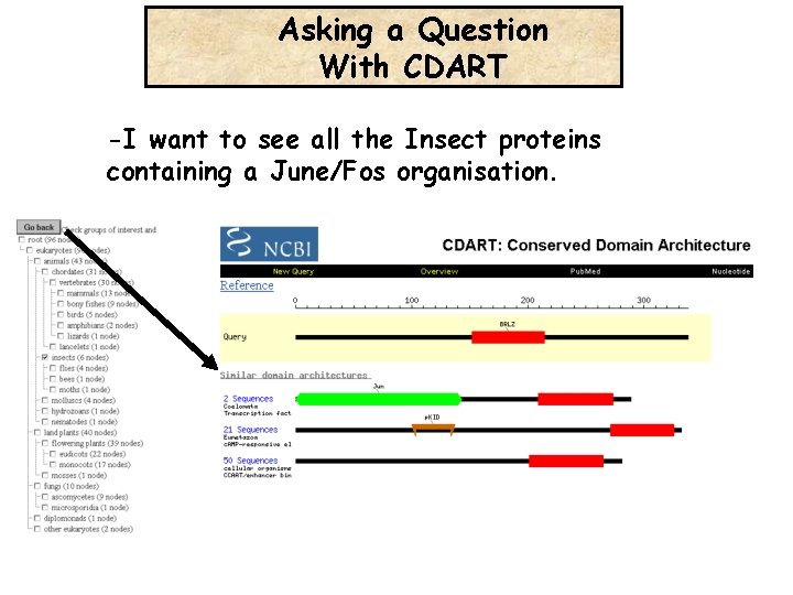 Asking a Question With CDART -I want to see all the Insect proteins containing