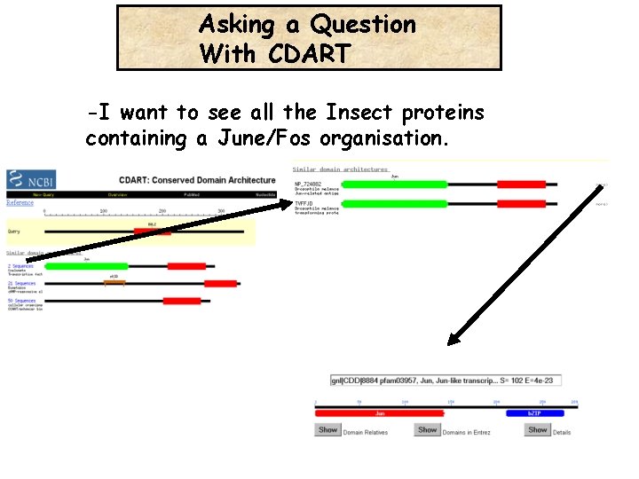 Asking a Question With CDART -I want to see all the Insect proteins containing